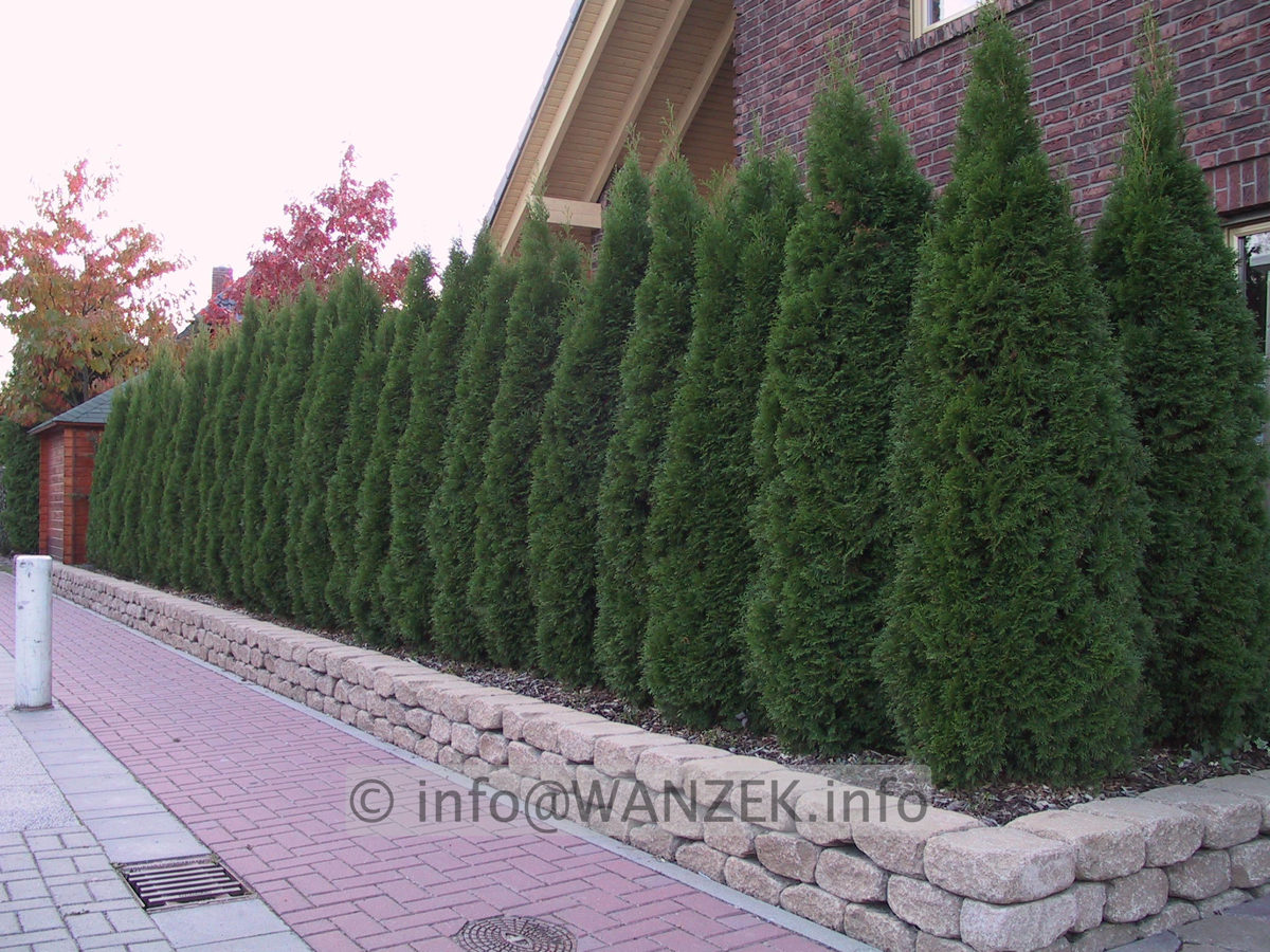 Thuja occidentalis Smaragd 03 Hecke.JPG